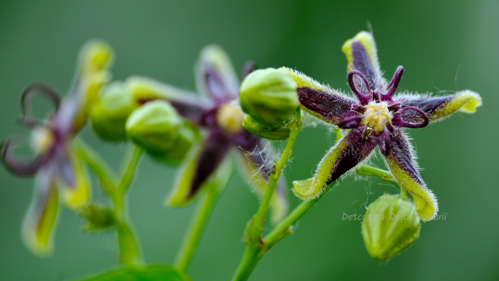 Flora Deltei Dunarii Si Dobrogei Descopera Delta Dunarii