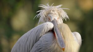 Pelicanul cret in penaj nuptial