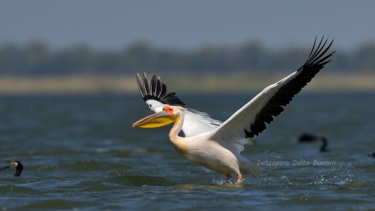 Pelican luandu-si zborul