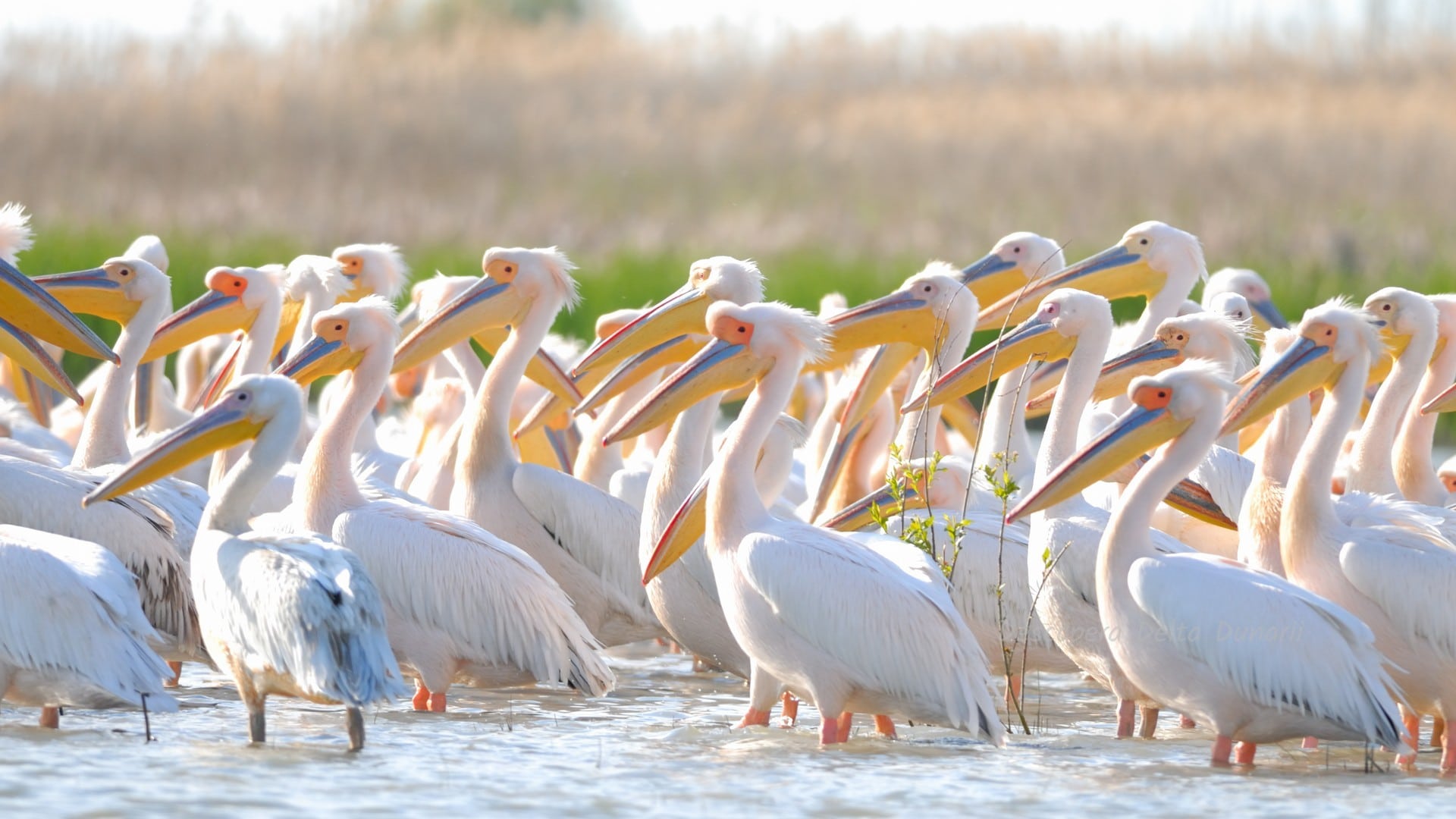 Pelicani comuni in Delta Dunarii