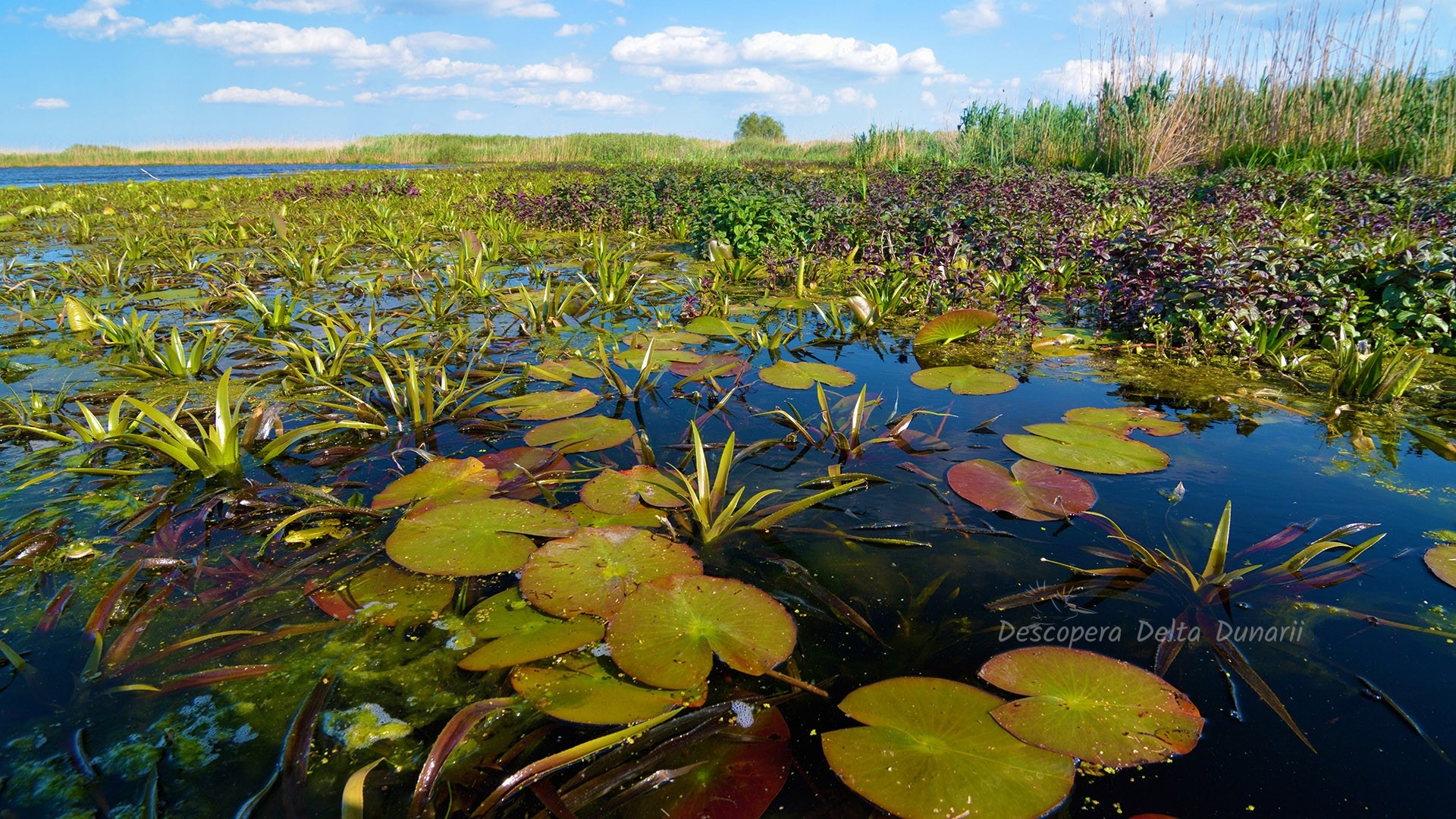 10 mituri Spulberate Descopera Delta Dunarii
