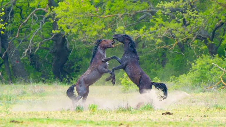 Caii salbatici de la Letea