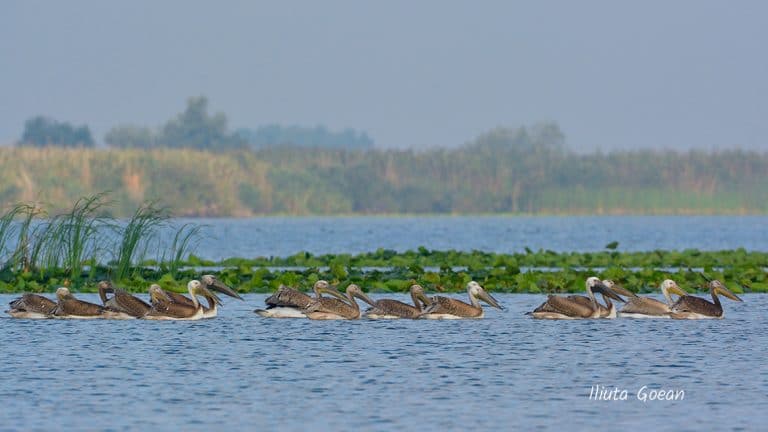 Juvenili de pelican comun