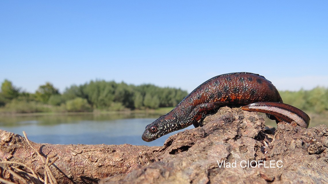 tritonul cu creasta dunarean