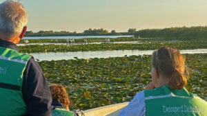 Observarea pelicanilor in Delta Dunarii