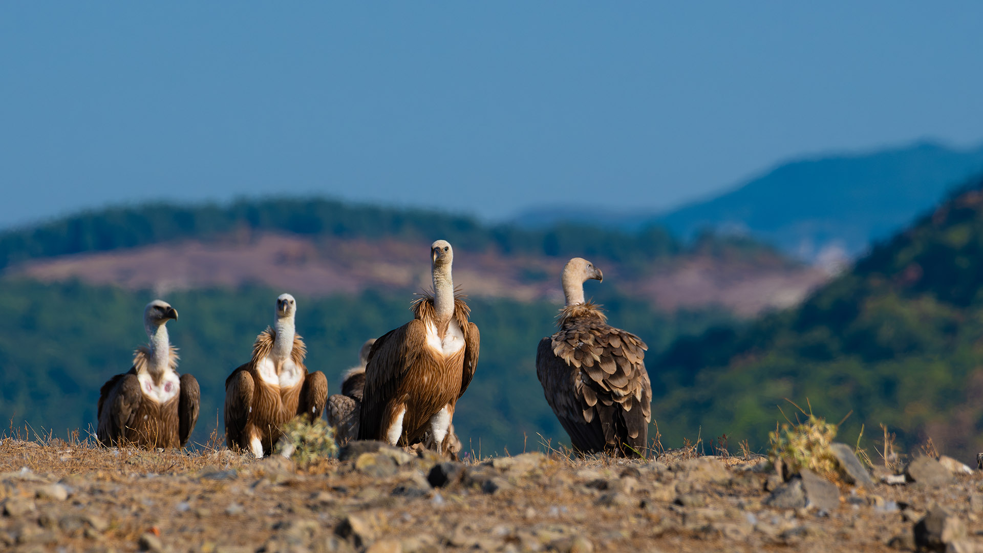 Vulturi suri in Balcani
