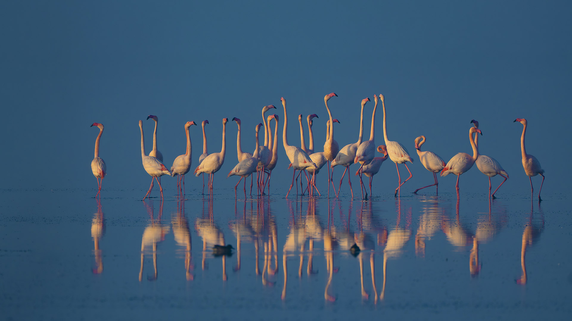 Flamingo in Delta Axios, GR