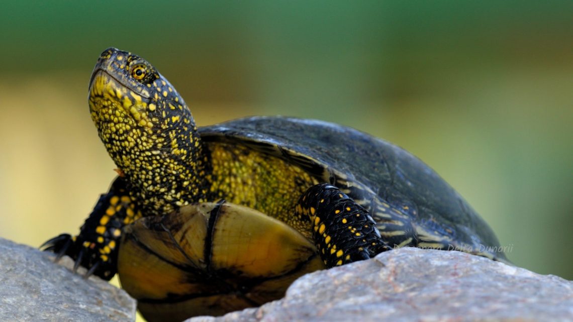 Țestoasa de apă (Emys orbicularis)