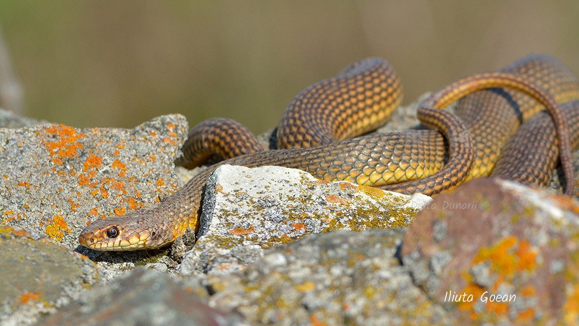În ce diferă șerpii de șopârle?